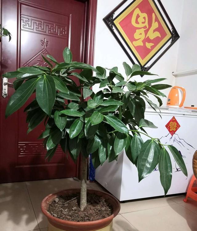 春节最受欢迎的5种花,放家里一盆不吃亏,这样护理年年旺