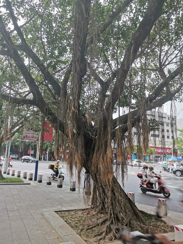 北海|涠洲岛，一座来了就不想走的小岛