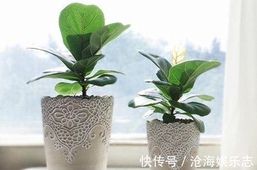 琴叶榕|网红盆栽琴叶榕夏季怎么养护，注意几点，枝繁叶茂叶片油绿