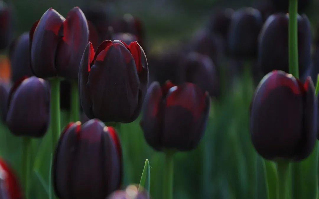 零下10度冻不死的花,不用搬进屋,冬天狂开花!