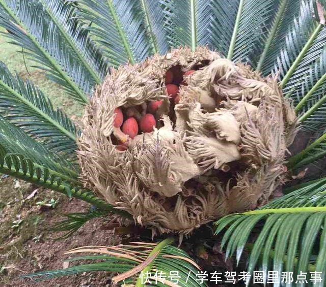 能活几十年的花,家里养一盆,还能作传家宝!