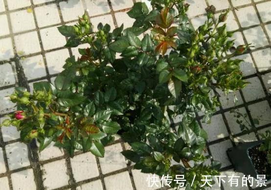 这是一款紫色条纹浓香月季，多头勤花，一开就是一簇