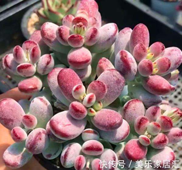 自带香味的6种多肉,好养又好看,冻一冻颜色靓丽,美极了