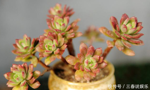 多肉一到夏天就死学会“5招”，安全度夏，叶片饱满，还爆盆了
