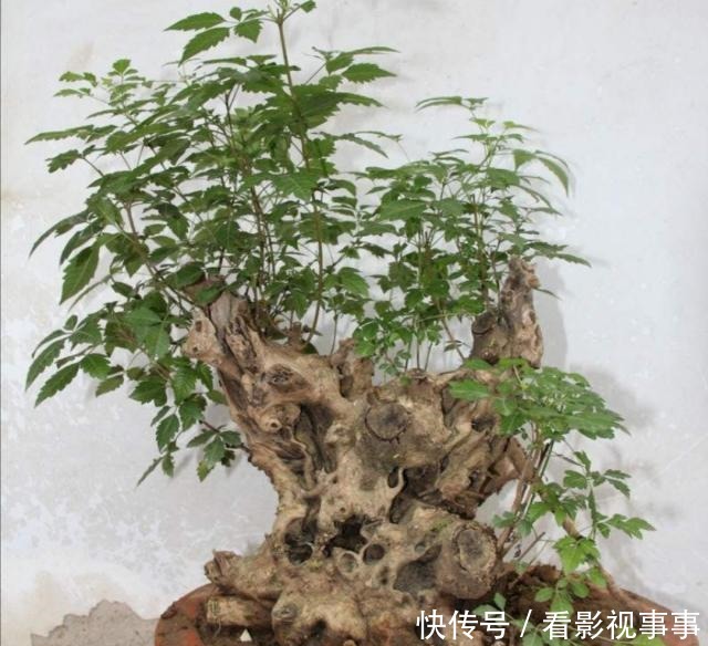 秋季挖黄荆做盆景,做好4个细节,可提高成活率!