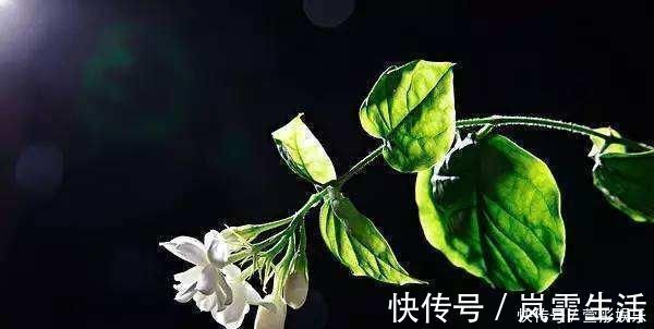 茉莉花|盆栽茉莉花,养护注意这3点,花开一茬接一茬