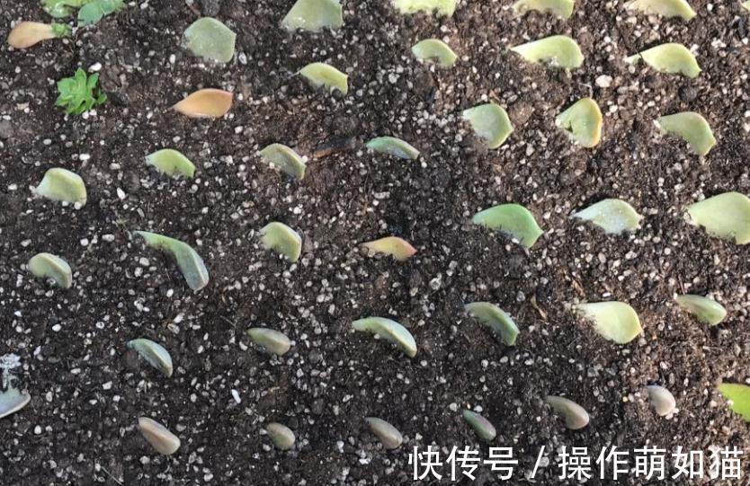 秋天来了,为了多肉的健康生长,快把你的多肉送上断头台吧