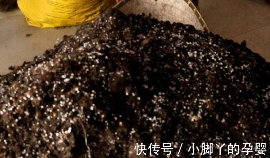 要想盆栽花卉长的旺，万能土不能少