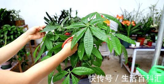 养发|夏天养发财树,大水大肥“大剪刀”,新芽冒的欢,半年大一圈