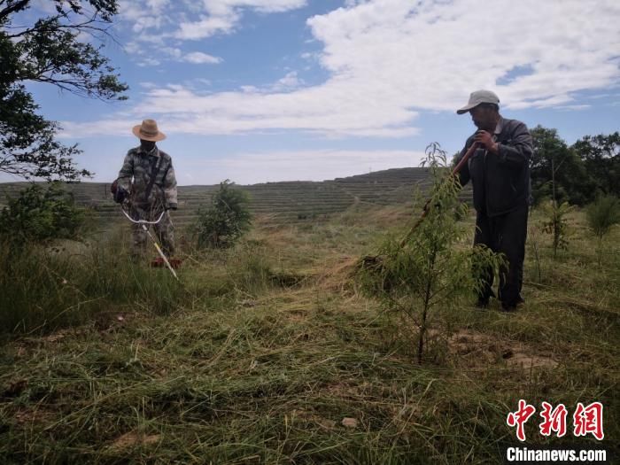 甘肃“绿色定西”：黄土塬披绿，都有哪些人出了力？