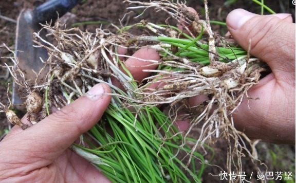 12种可食用野菜，怎么做都好吃，再不挖点尝尝，就要老了