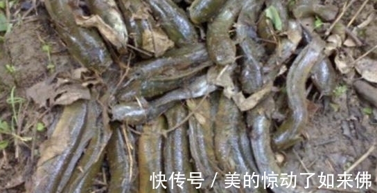 农村小伙挖到一窝野生鱼，有人说是塘虱，更有人说是七星鱼