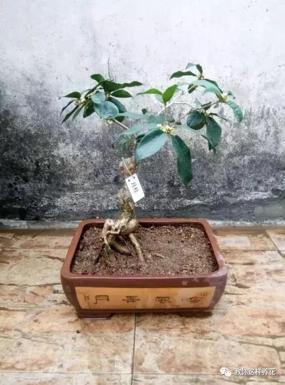 换盆不修根,等于白换,再怎么换也不好使!