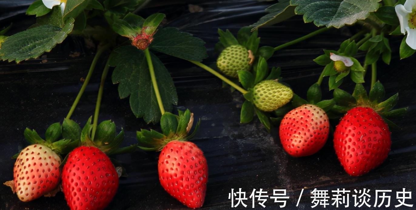 活血|想身体年轻,没事吃的好食物,促进排毒,活血滋补,吃了变年轻