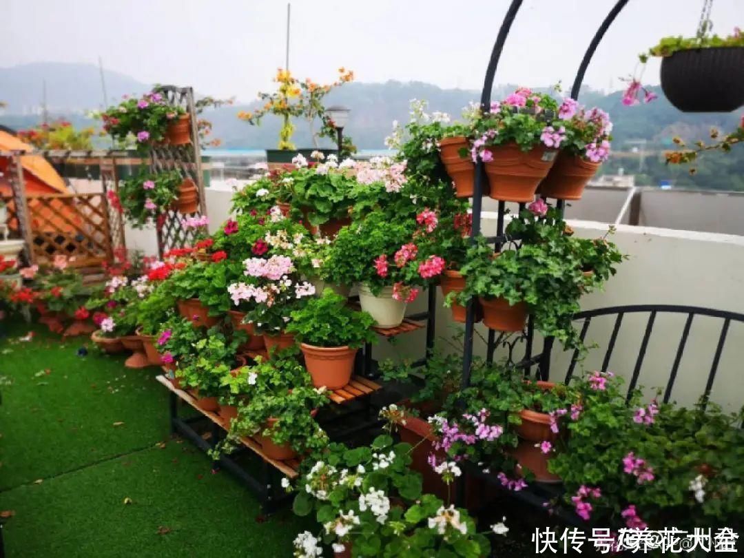 仙人球|9种花最怕下雨天，一淋雨就死，太心疼了