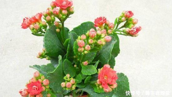 长寿花,入冬前食用它,开花提前20天,一开上百朵,美爆了!