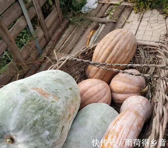 包包子|秋天,此菜再不吃就过季了,营养极高,5毛一斤,蒸包子吃真香!