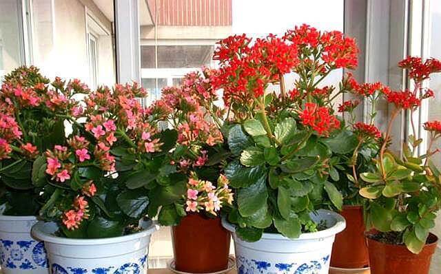 小事|夏季养长寿花,这些“小事”不要停,植株不打蔫,冬季必然开爆盆