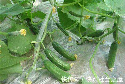 食物|吃黄瓜会让肝脏受负担?医生建议:多吃这4个食物,肝脏才更健康