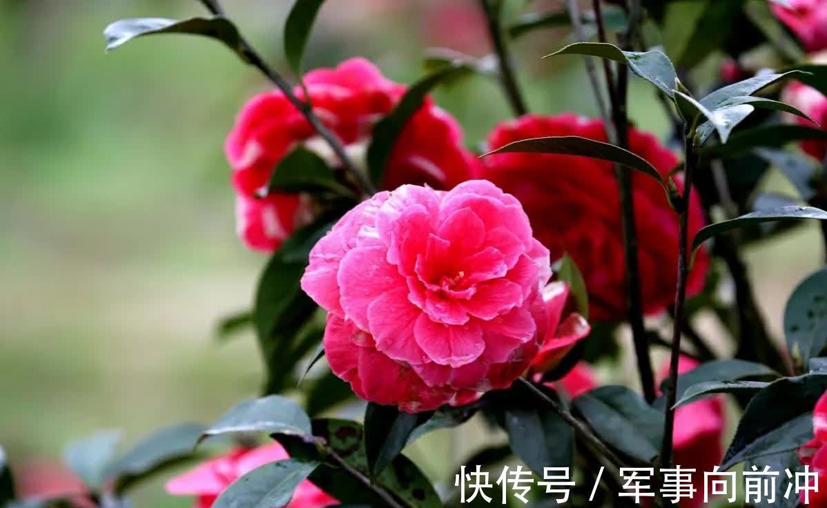 10月养3种耐寒花,冬季零下10度也不怕,春节开出漂亮花