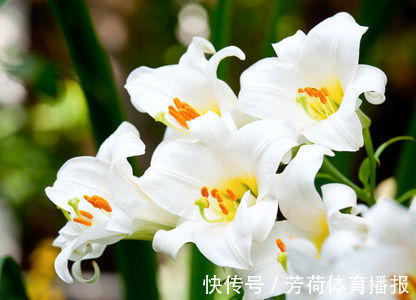 家养这些植物,阳台开出花海,花型别致可爱,花色清新淡雅