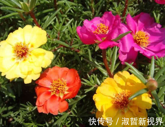三色堇|沾土就活的“5种花”,适合新手养,夏天轻松爆,阳台满光彩