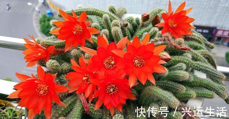 花都|什么花就用什么花盆，选对了花盆，养啥花都能长得好