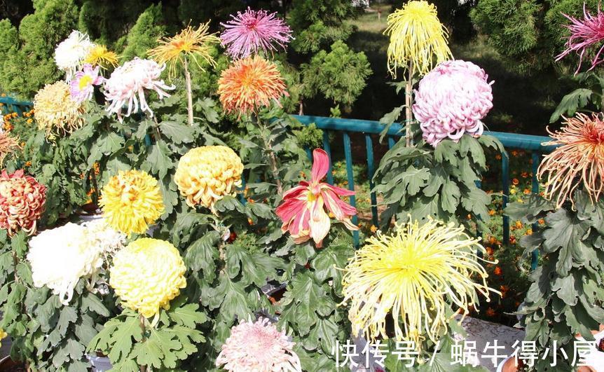 养护|做好3件事,养殖高雅的菊花,植株一年中开花不止一次