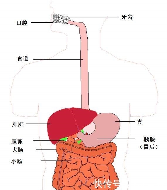 小肠|喝水变成尿，究竟需要多长的时间？