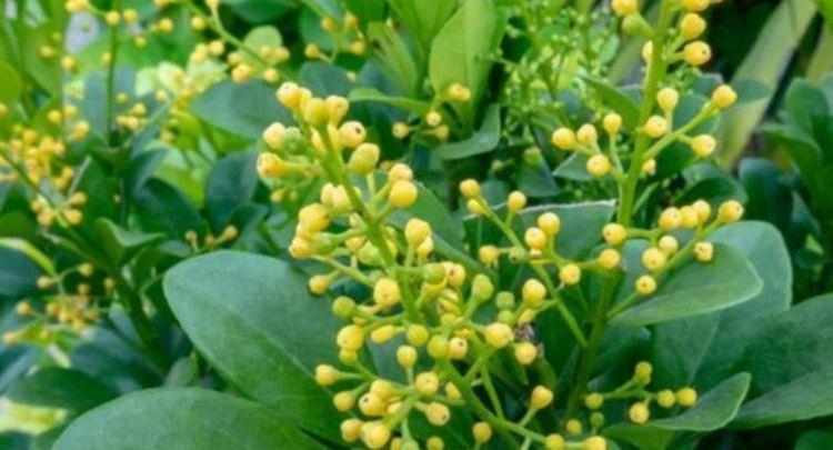 4种花,一养就上瘾,随手养一盆,花美色艳,花儿轻松开爆盆