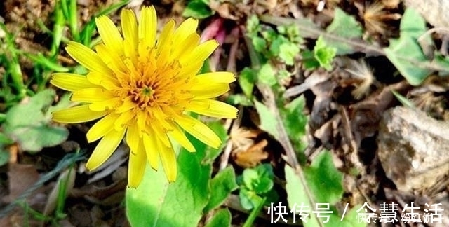 保肝|几种酶升高，是肝“坏”了，常吃4物降酶保肝，肝硬化不会来