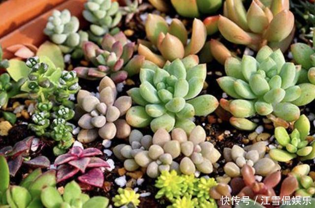 叶插|多肉叶插“不麻烦”,将“4个步骤”处理好,8天生根,冒出小苗!