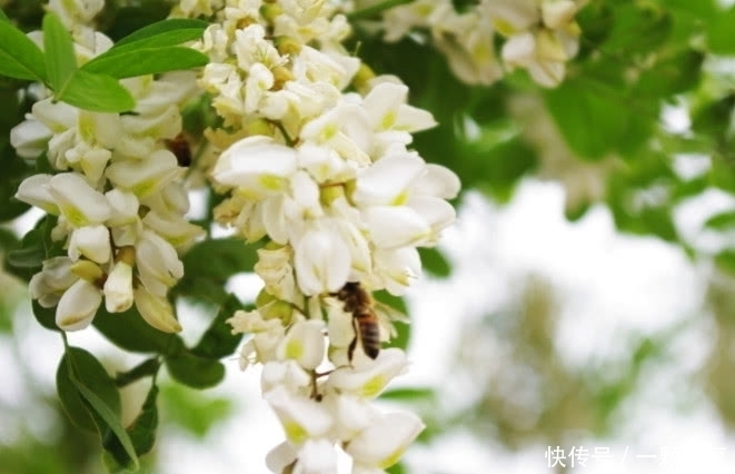 侵权请告知删除|这种路边野花你们吃过吗,“双降”效果好,可惜常被人们当成垃圾