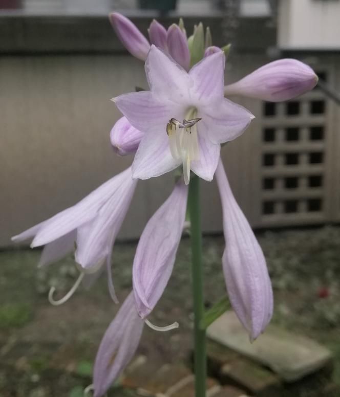 特耐寒的玉簪花，地栽过冬无压力，还有淡淡香味