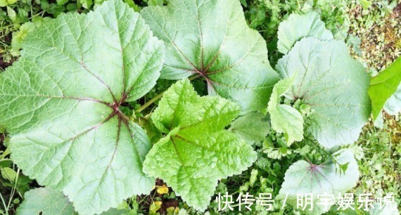 野菜|5种野菜，城里人当杂草，却不知这种野菜被誉为”天然钙片“