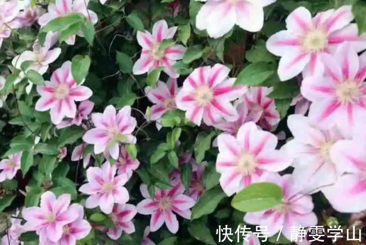 养花就养5种花，好养易活花量大，空气清香去异味，漂亮好养
