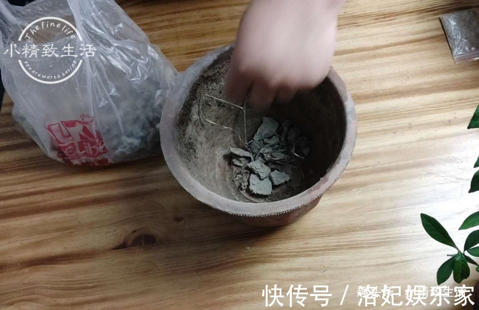腐叶土+|栀子花买回家,上盆分6个步骤,用9张图说明,完整明了