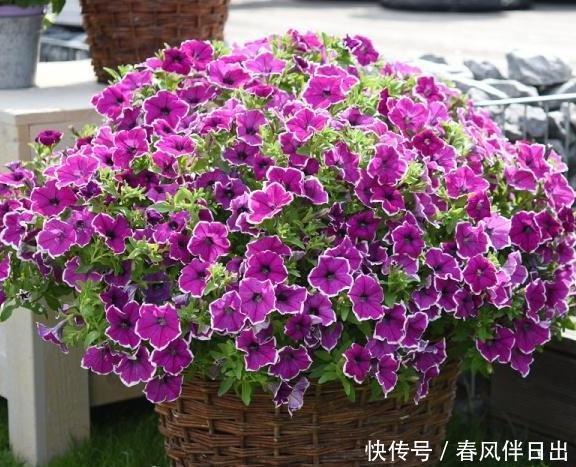 石硫合剂可以二次清园吗?石硫合剂的使用注意事项