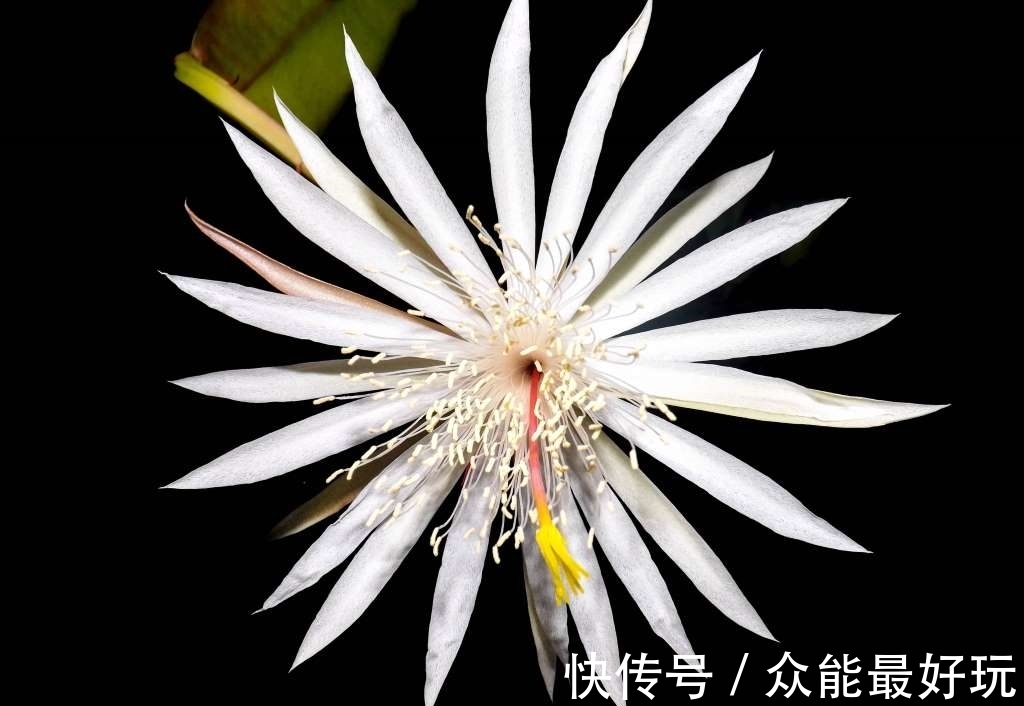 学名|旅行看世界：地球上最稀有的9种花，它们生长在哪儿，您见过吗？