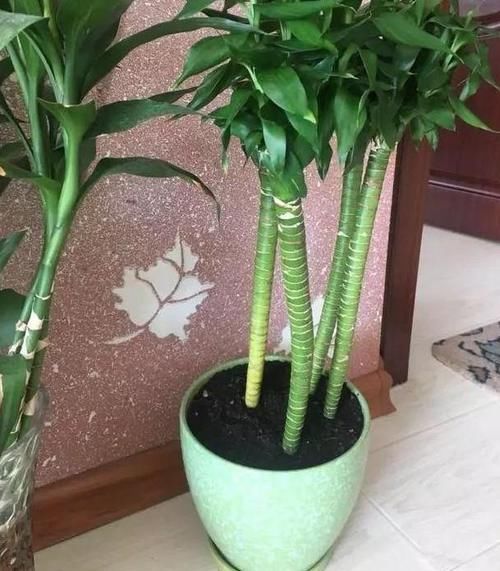 天冷水培富贵竹怕结冰、怕冻伤根部，就抓紧时间上盆土培吧！