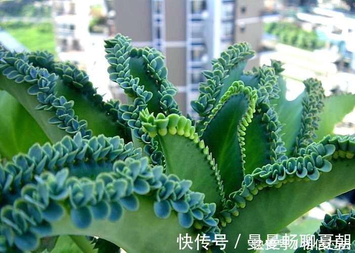 6种多肉好养活,夏天不休眠,晒晒太阳红彤彤,度夏也萌