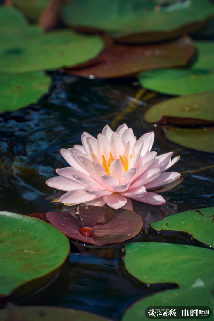三潭印月|美炸了！三潭印月睡莲中的“大姐大”王莲，开了今年的第一朵花