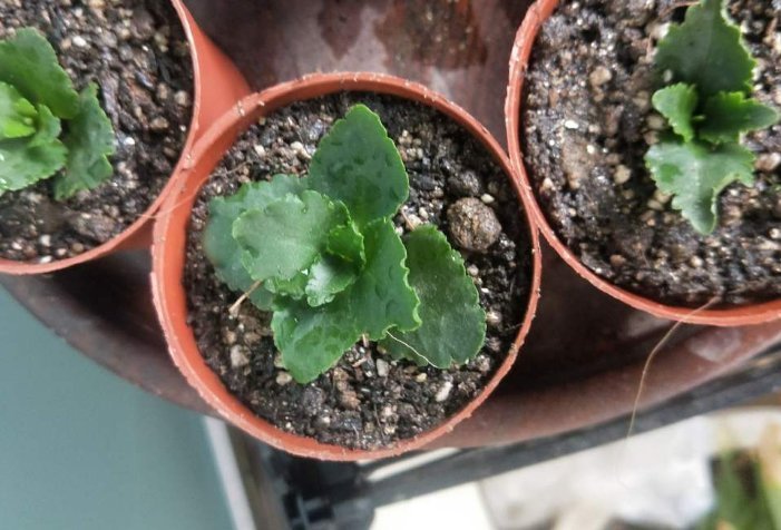 枝条|扦插最佳时期到了,有这花赶紧插,沾土就能活