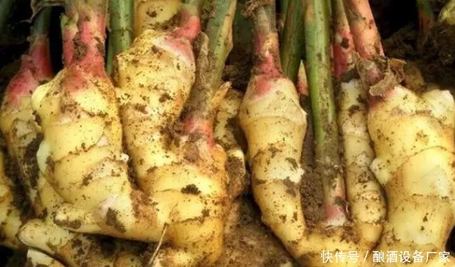 生姜酒的做法，可活血驱寒、温肺止咳！