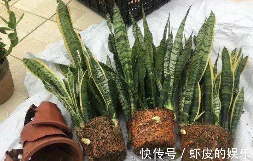 养虎皮兰，先了解它三喜三怕的习性，长势快，爆芽多