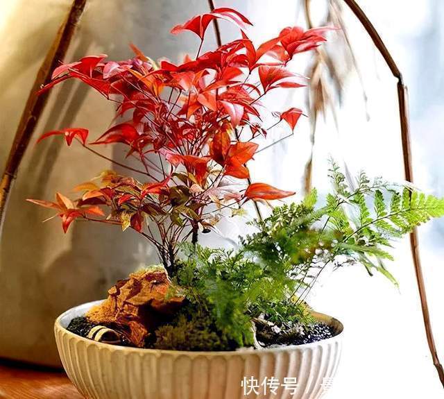 生根|盆景扦插繁殖难生根?试试这6种自制生根水,生长快还茁壮