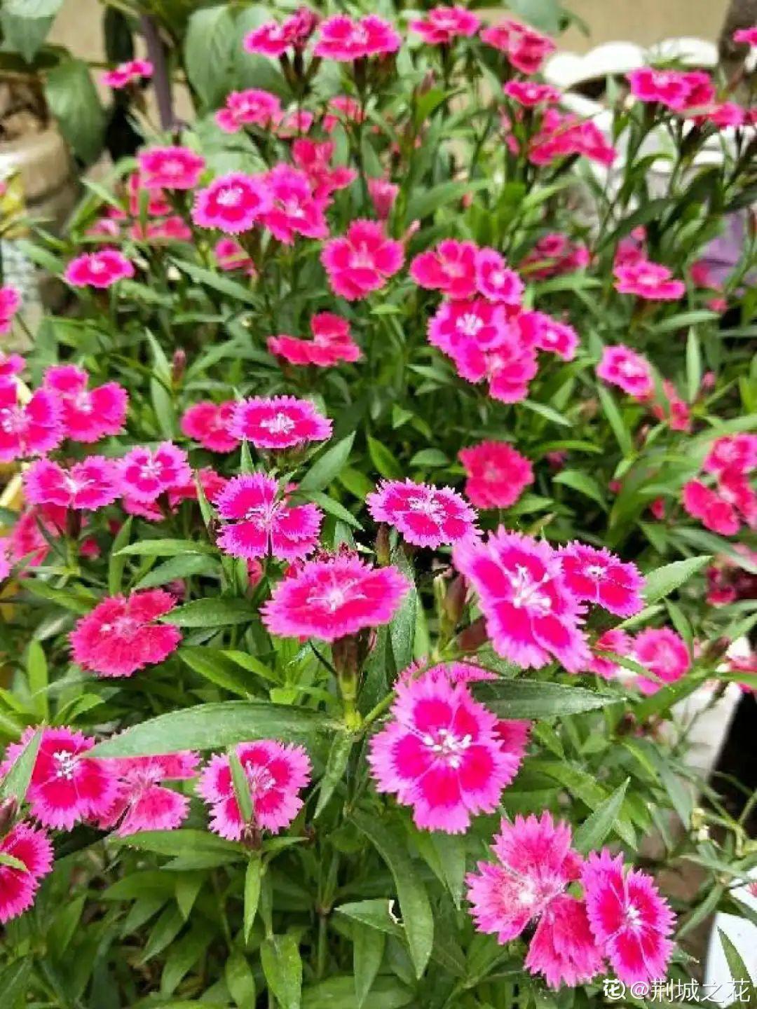 折腾不死的25种花,咋养都爆盆,家里必须养!