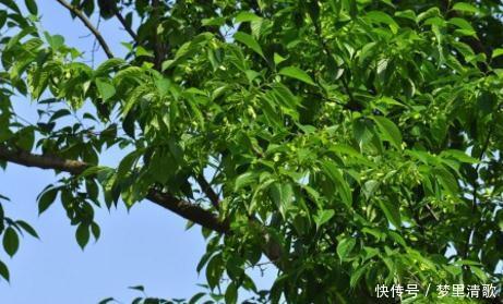 植物|此树为中国特有,被称植物黄金,天然降压药,高血压患者别忘它