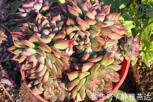 浇水|多肉植物中的爆盆之王女雏,人称小荷花,出了状态美得令人陶醉