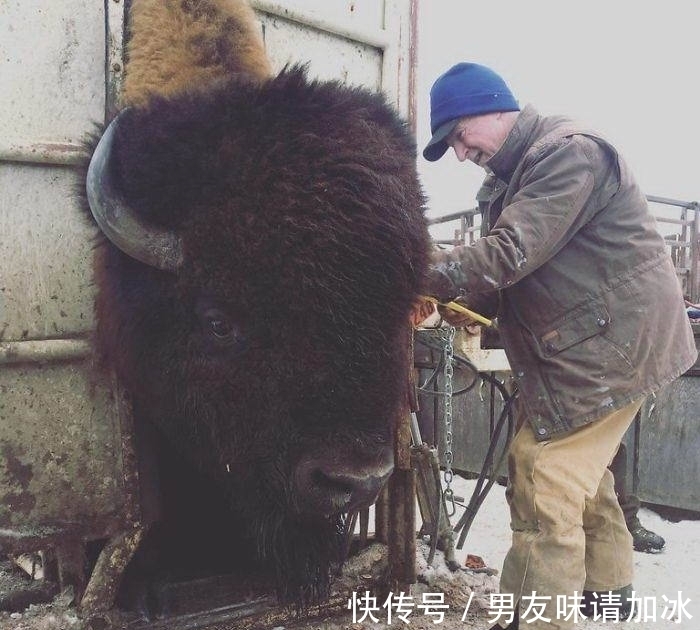 巨齿鲨#20张对比图,这将使您能够从未见过的角度看事物,第四期